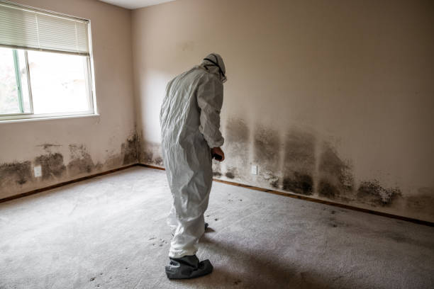 Best Basement Mold Remediation in Sioux City, IA